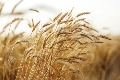Barley values jump as China returns